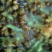 shrimp_cleaner_spotted_oc_jar_h_0495_cub2642.jpg